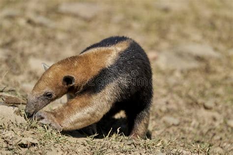 La Sureña Tamandua Tamandua Tetradactyla También Hormiguero Collared O