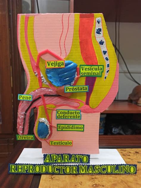 Aparato Reproductor Masculino Como Hacer Maquetas Maquetas Para