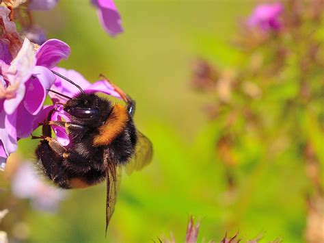 Trzmiel Bombus Owad Darmowe zdjęcie na Pixabay