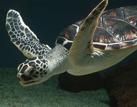 Loggerhead Sea Turtle Loggerhead Sea Turtle Monterey Bay Aquarium Critter