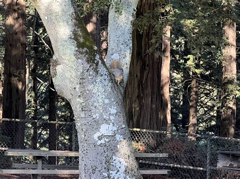 Reinhardt Redwood Regional Park 徒步 - Lei Mao's Log Book