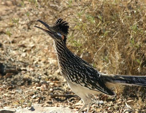 New Mexico State Bird Roadrunner Or Chaparral Bird Bird Species Bird