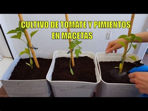 Gu A Definitiva Cu Ndo Se Siembran Los Tomates Y Pimientos Consejos