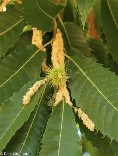 Castanea Sativa • Floravegeu