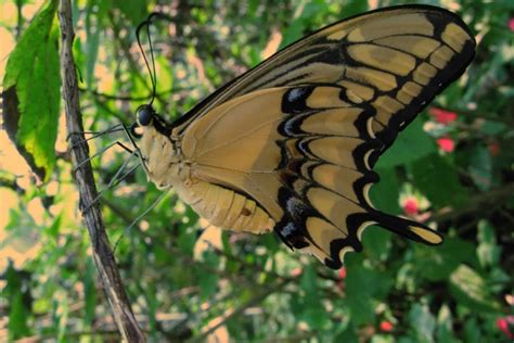 ¿Por qué el mimetismo de la mariposa de cola de golondrina? | El Siglo ...