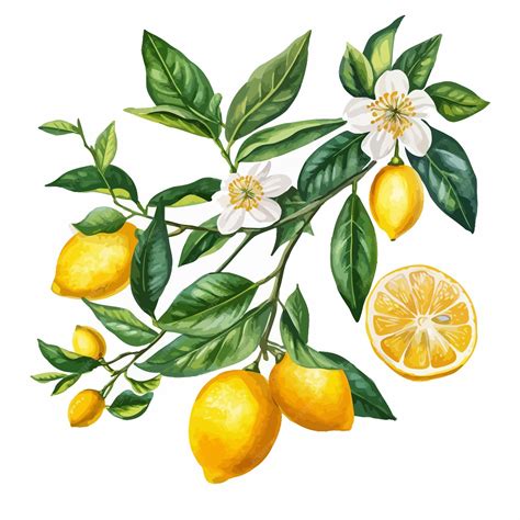 Watercolor Lemons Clipart Premium Ai Generated Vector