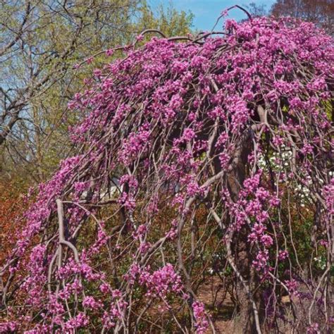 Pink Heartbreaker Eastern Redbud Cercis Canadensis Pink