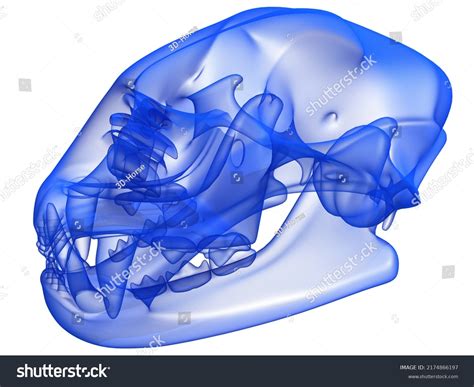 Cheetah Skull Anatomy Transparent Xray 3d Stock Illustration 2174866197 ...