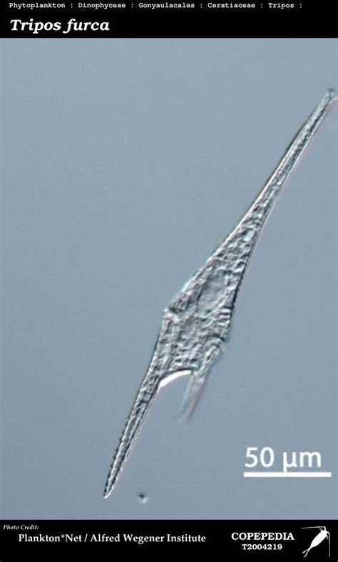 COPEPEDIA photos of Tripos furca : T2004219 : Species