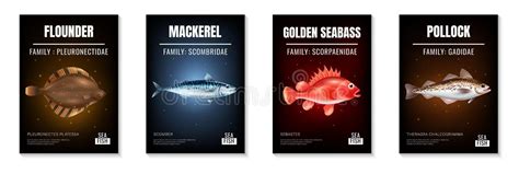 Sea Fish Realistic Frame Stock Vector Illustration Of Poster 251406454