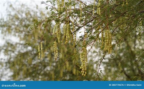 Vachellia Nilotica Beans Gum Arabic Seed Pod Closeup Vachellia