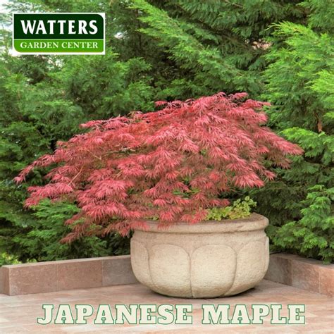 The Best Small Trees For Tiny Yards Watters Garden Center