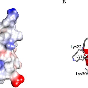 Model Of C Mvat Based On The Nmr Structure Of The Cterminal Domain Of