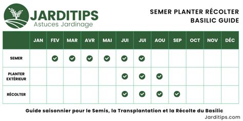 Planter Entretenir Et R Colter Du Basilic Le Guide Ultime