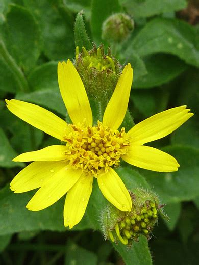 Broadleaf Arnica Arnica Latifolia