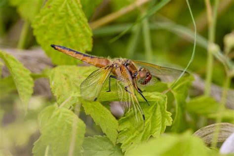 Anisoptera Predatory Insect Characterized By An Elongated Body