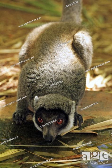 Mongoose lemur (Lemur mongoz), mongoose lemur, Madagascar, Africa ...