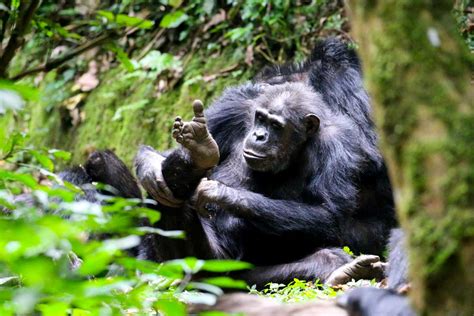 Days Nyungwe Forest Chimpanzee Tour Canopy Walk