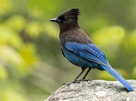 Native Wild Birds Of The Pacific Northwest Region Gardening Know How