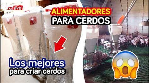 COMEDEROS PARA CERDOS AUTOMÁTICOS YouTube