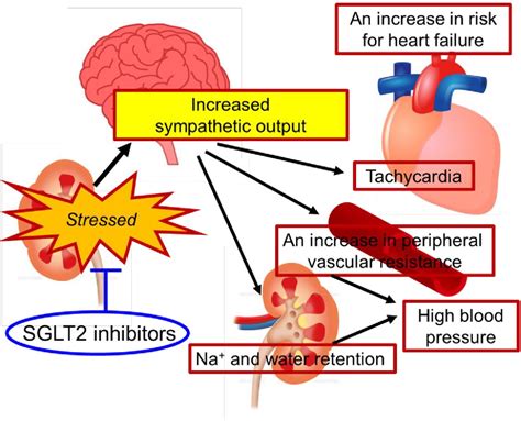 Figure From Sodium Glucose Cotransporter Sglt Inhibitors