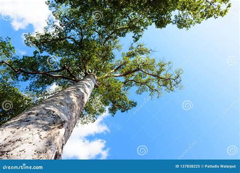 View Up To The Tree Top Of A Huge Plane Tree In Blue Sunny Day Stock