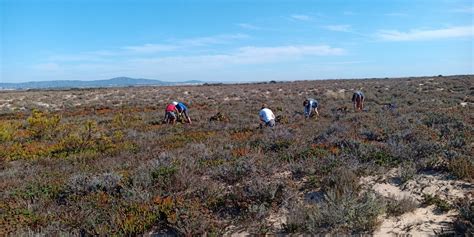 Formosa O Novo Projeto Ambiental De Prote O Da Ria Formosa