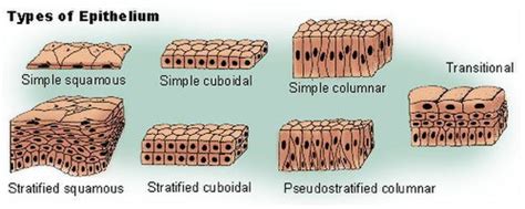 Epithelium Simple English Wikipedia The Free Encyclopedia