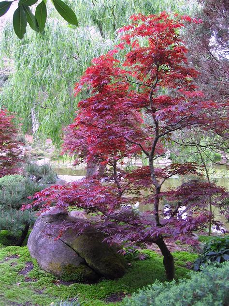 How To Take Care Of Japanese Maple Stuffjourney Giggmohrbrothers