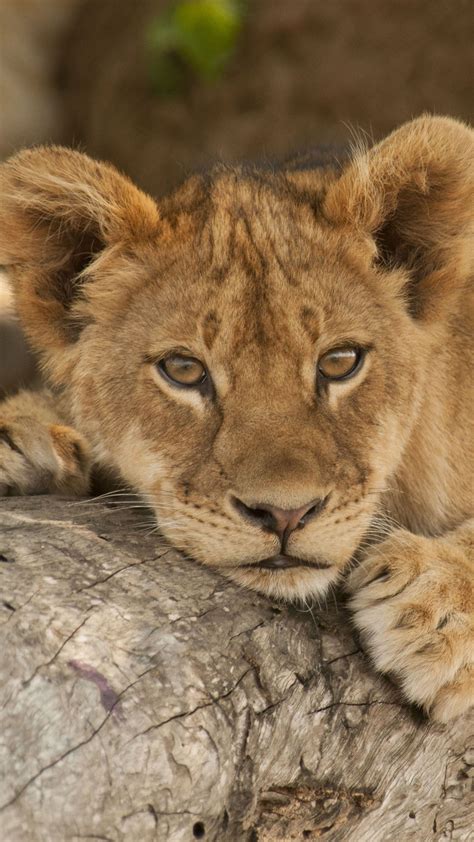 Lion Cub Resting On Tree Branch South Luangwa National Park Zambia