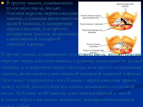 Анатомическое строение гортани человека - презентация онлайн