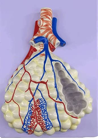 Alveolus Diagram Diagram Quizlet