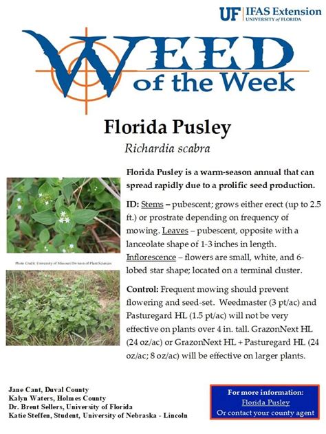 Florida Pusley Weed Of The Week Ufifas Extension Duval County