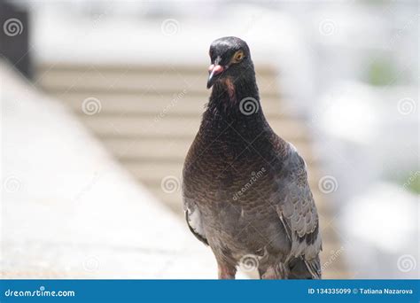 City Doves Street Pigeons Stock Image Image Of Green 134335099
