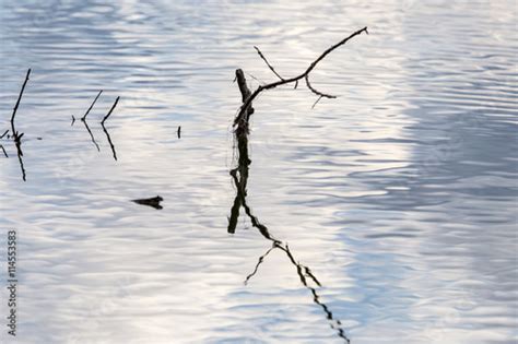 Bare Branches Of Trees With Reflection On The Surface Of The Water