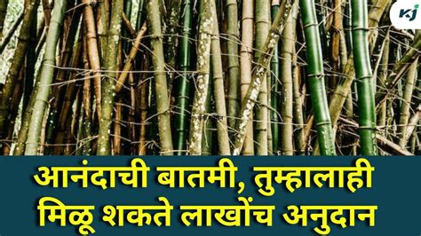 Agriculture News Bamboo Subsidy