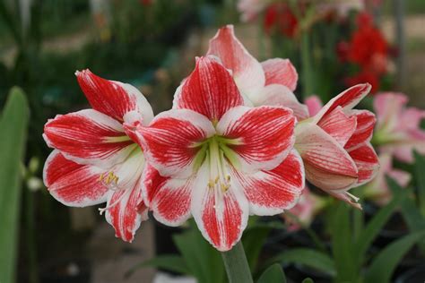 Free Amaryllis Stock Photo