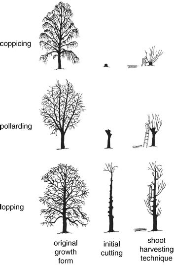 Coppicing Pollarding Lopping Trees — Arena