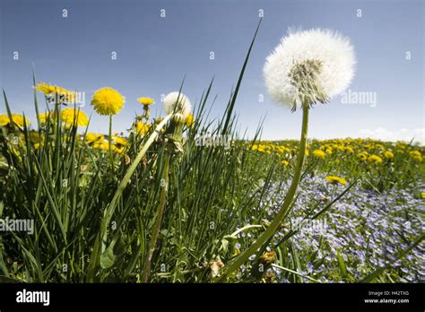 Taraxacum Spec Blumenwiese Fotos Und Bildmaterial In Hoher Aufl Sung