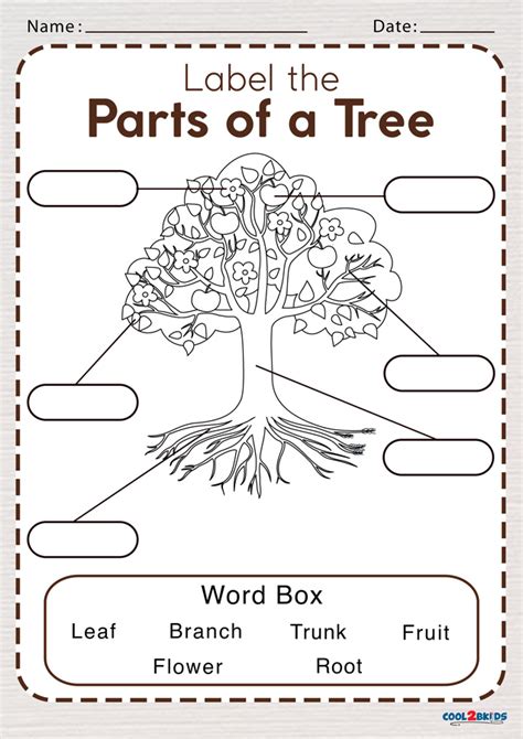 Parts Of A Tree Worksheet Cool2bkids