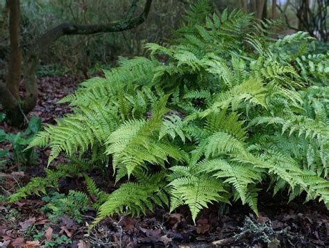 Hardy Evergreen Ferns For Any Spot In The Garden Bestall And Co