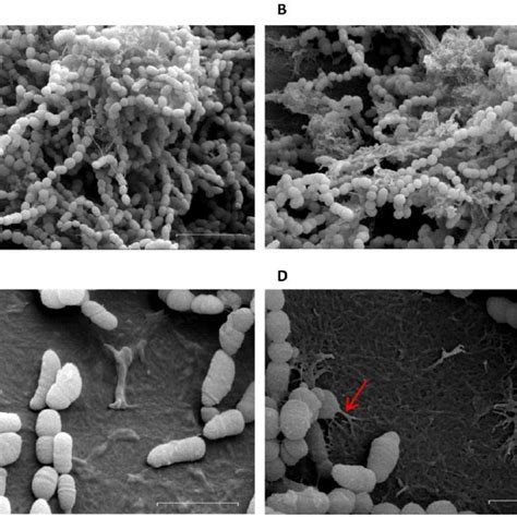 Scanning Electron Microscopy Of H Old Biofilms Of S Mutans Strains