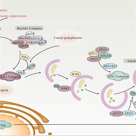 Autophagic Processes And The Underlying Intracellular Pathways Of Download Scientific Diagram