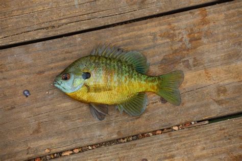 Can You Eat Bluegill Fishmasters