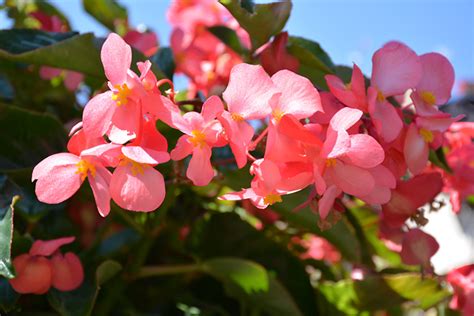 Dragon Wing Pink Begonia Buchanan S Native Plants