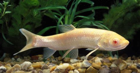 Albino Koi Fish How Albinism Causes Koi To Appear White