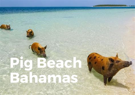 Everything You Need To Know About Pig Beach (BAHAMAS) - TravelPeri
