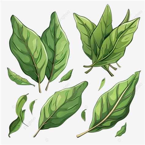 Bay Leaf Spice Herb Set Cartoon Bay Leaf Spices PNG Transparent