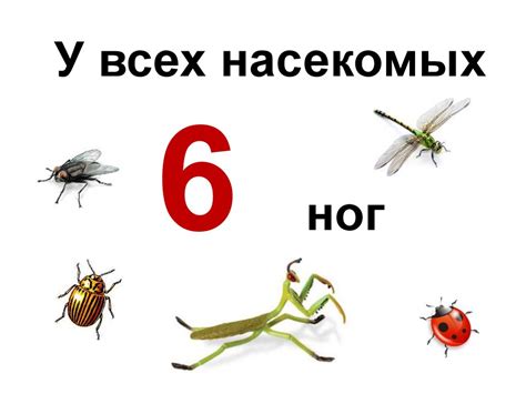 Кто такие насекомые? 1 класс - презентация онлайн