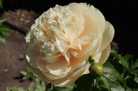 Pastelegance Peony Aps Gold Medal Halifax Perennials Inc